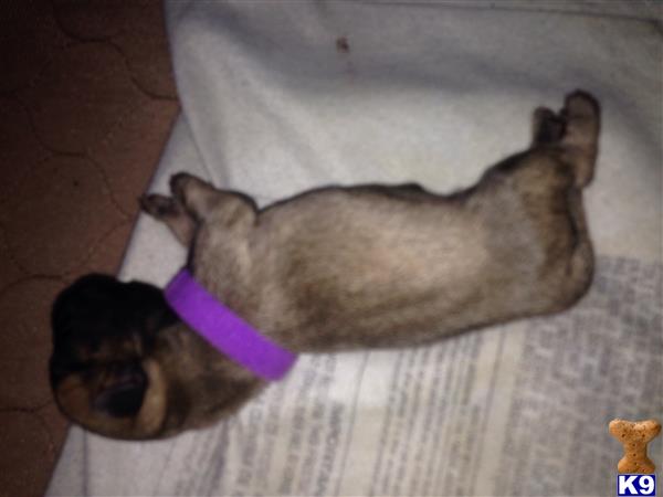 pug puppy posted by 492 CH KENNELS